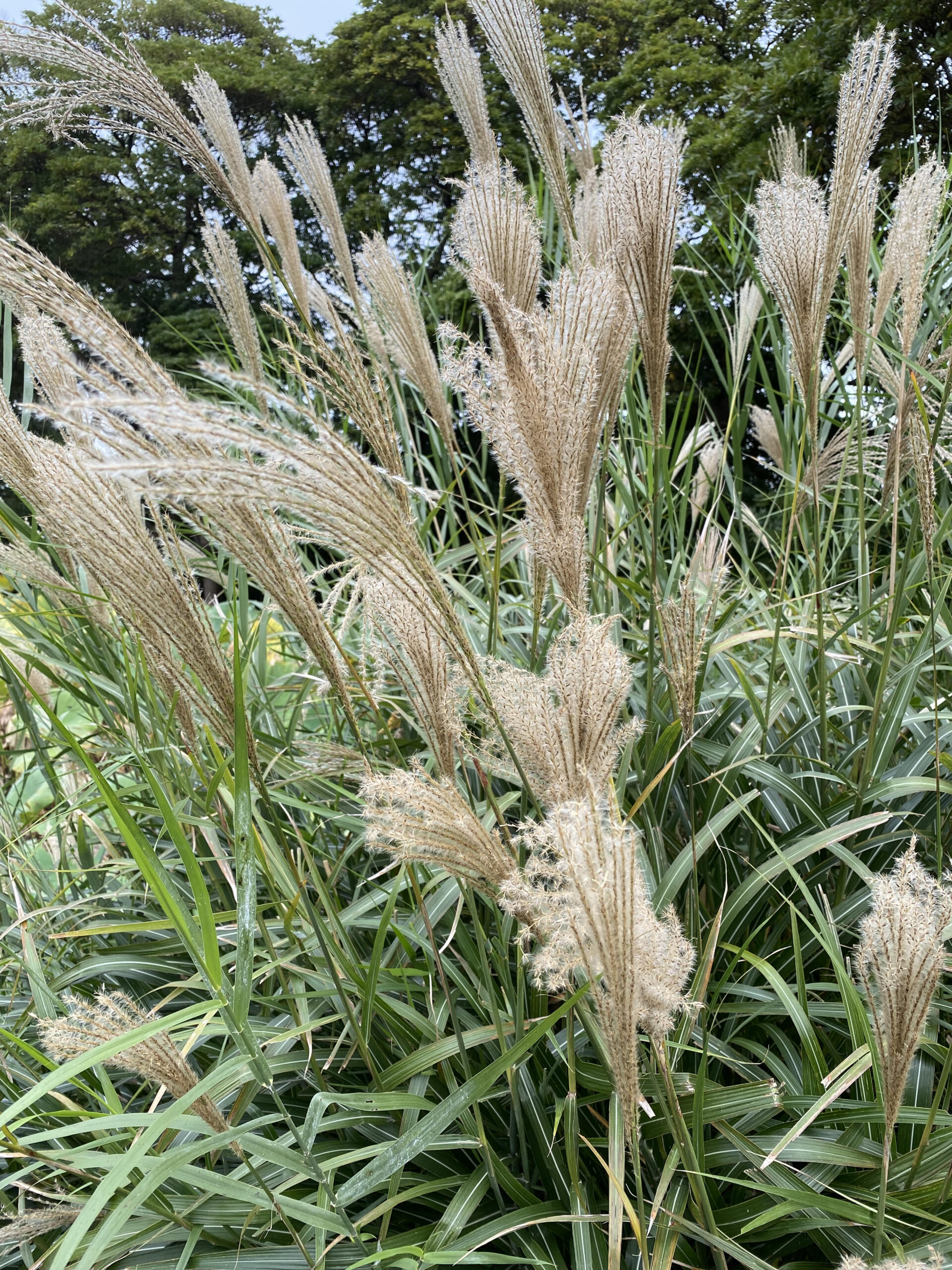 早いものでもう11月