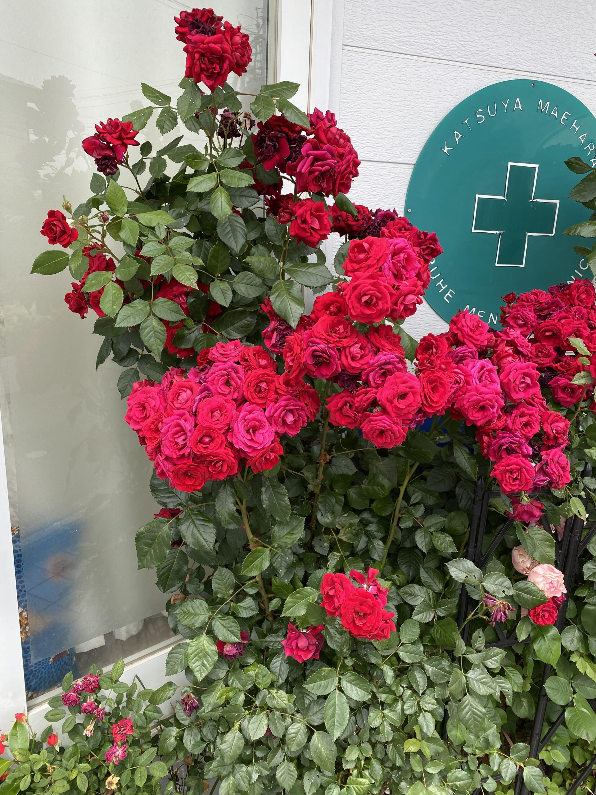 バラが咲いた🌹